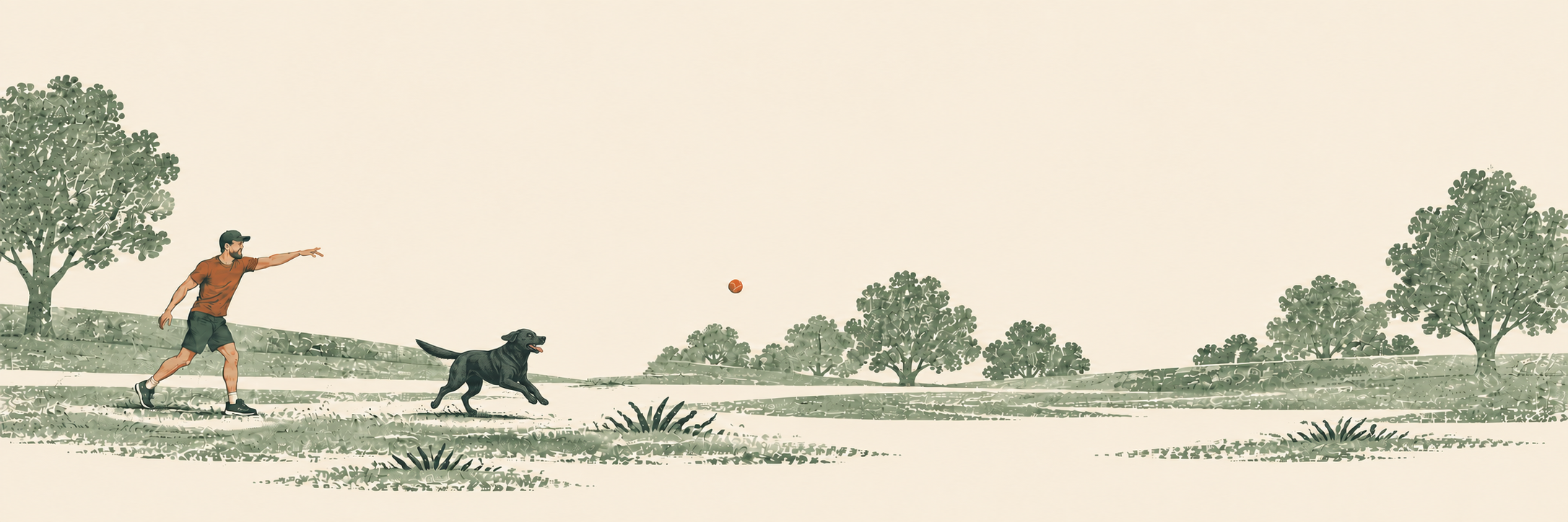 A person throws a ball across a grassy dog park. A black Labrador runs ahead, chasing the ball through the air.